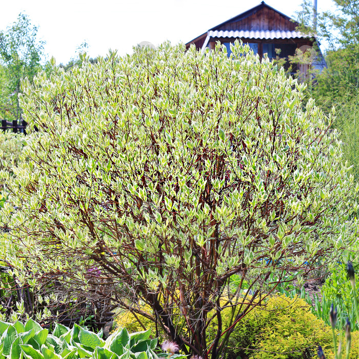 Скачать Декоративные кустарники дерена белого ( Cornus alba ) фотосток Ozero