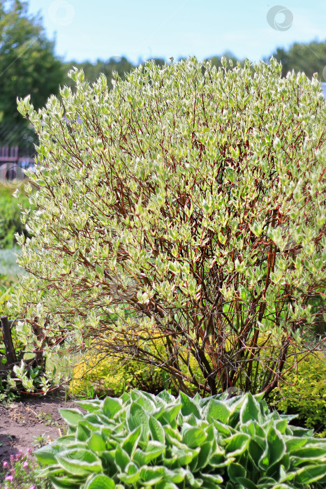 Скачать Декоративные кустарники дерена белого ( Cornus alba ) фотосток Ozero
