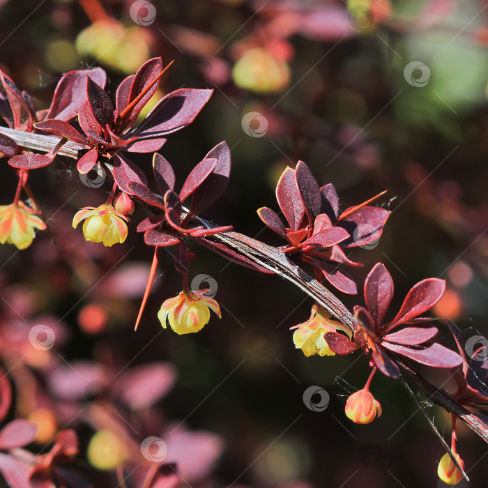 Скачать Барбарис Тунберга (Berberis thunbergii `Coronita`) фотосток Ozero