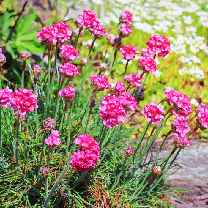 Скачать Приморская бережливость (Armeria maritima, Plumbaginaceae) фотосток Ozero