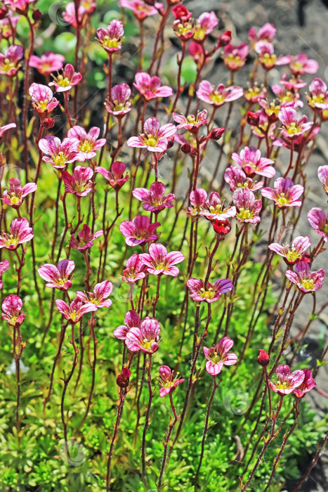 Скачать Почвопокровное садовое растение - Камнеломка Арендса (Saxifraga arendsii) фотосток Ozero