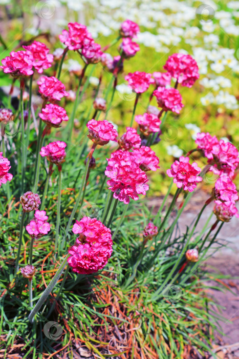 Скачать Приморская бережливость (Armeria maritima, Plumbaginaceae) фотосток Ozero