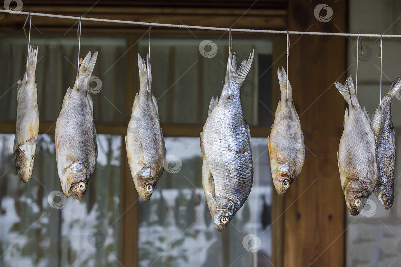 Скачать Сушеная речная рыба, подвешенная на веревке фотосток Ozero