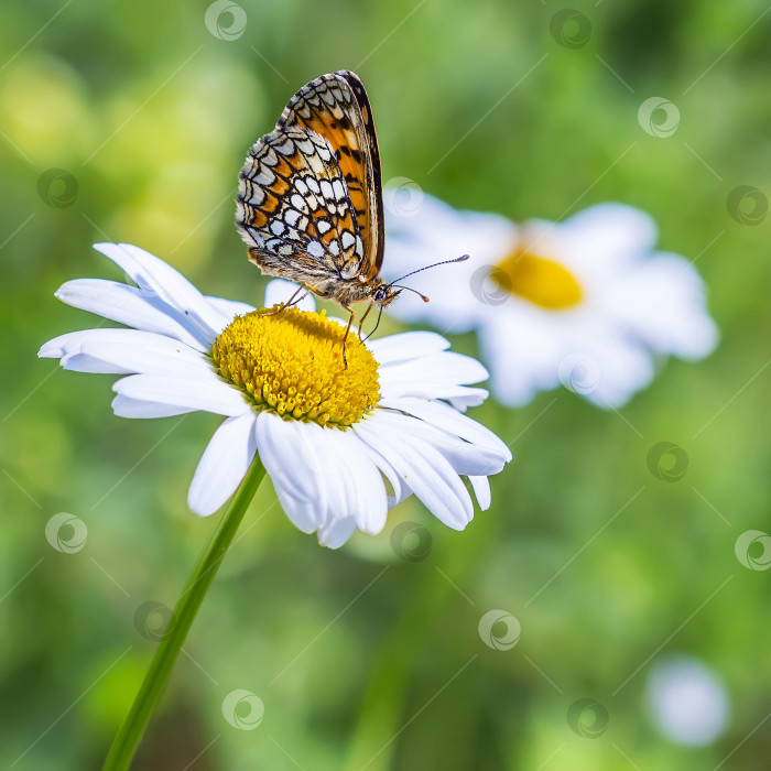 Скачать Красноватая клетчатая бабочка ( Melitaea aurelia ) фотосток Ozero