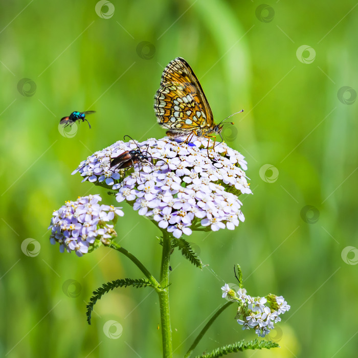 Скачать Цветок красноватой клетчатой бабочки ( Melitaea aurelia ) фотосток Ozero