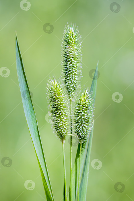 Скачать Тимофеевка-трава ( лат. Phleum pratense) фотосток Ozero