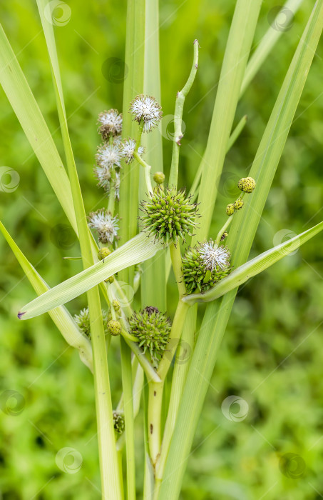 Скачать Спарганиум прямой (латинское название Sparganium erectum) фотосток Ozero