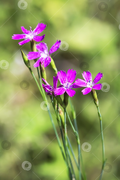 Скачать Дикий цветок Dianthus deltoides (лат. Dianthus deltoides L) фотосток Ozero