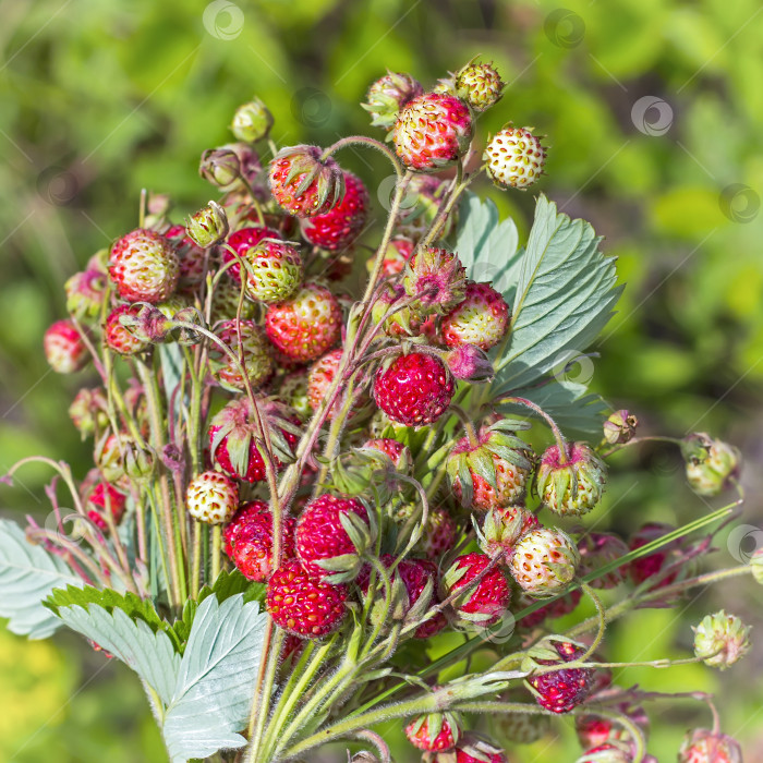 Скачать Лесная ягода земляника зеленая ( Fragaria viridis ) фотосток Ozero