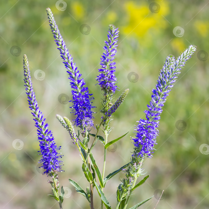 Скачать Дикий цветок Вероника (латинское название Veronica longifolia) фотосток Ozero