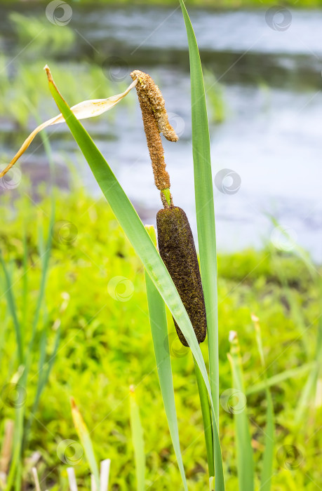 Скачать Рогоз — высокая болотная трава ( Typha ) фотосток Ozero