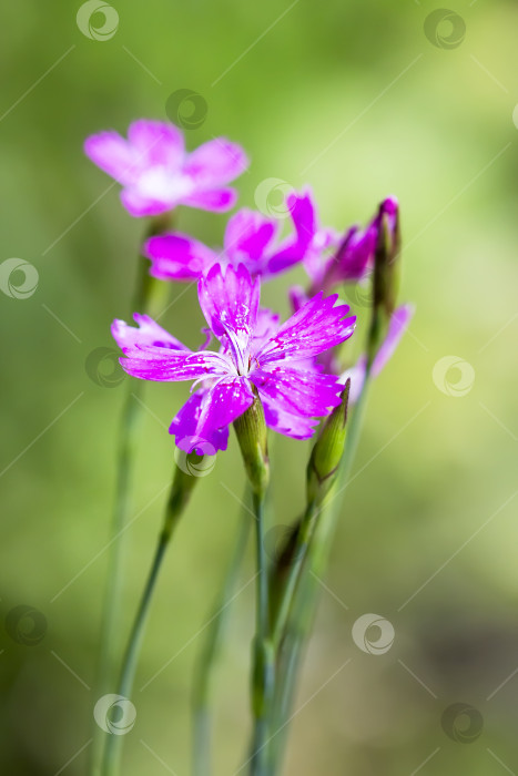 Скачать Дикий цветок Dianthus deltoides (лат. Dianthus deltoides L) фотосток Ozero