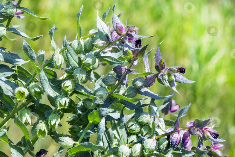 Скачать Нанея темно-коричневая (Nonea rossica) фотосток Ozero