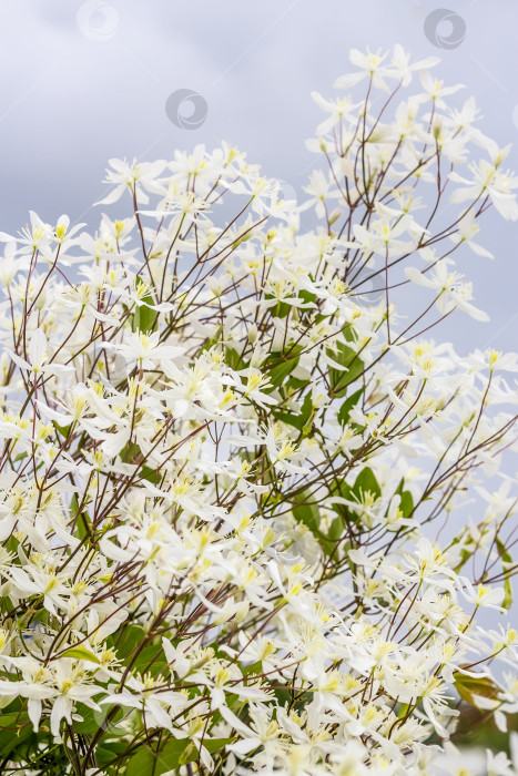 Скачать Клематис метельчатый (Clematis paniculata) фотосток Ozero