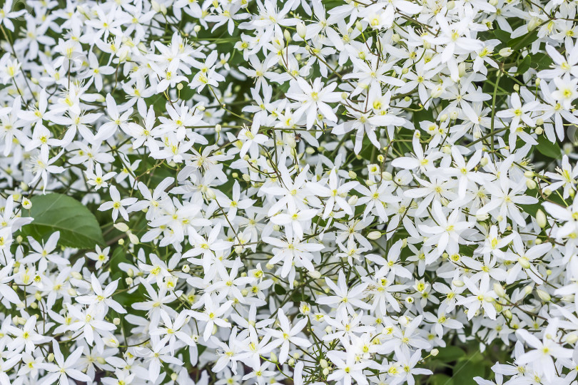 Скачать Клематис метельчатый (Clematis paniculata) фотосток Ozero