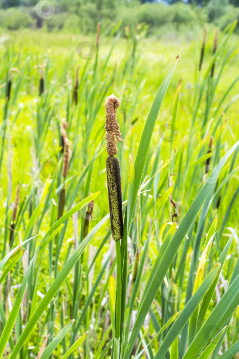 Скачать Рогоз — высокая болотная трава ( Typha ) фотосток Ozero