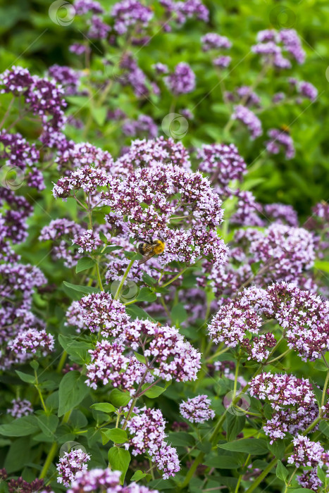 Скачать Лекарственное растение душица (латинское название Origanum) фотосток Ozero