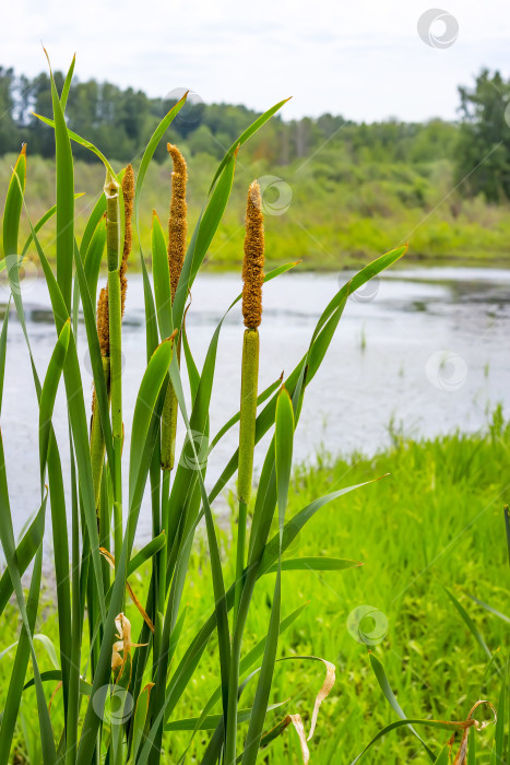 Скачать Рогоз — высокая болотная трава ( Typha ) фотосток Ozero