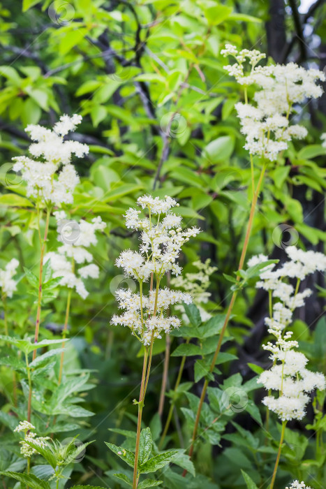 Скачать Цветущий таволга (латинское название Filipendula ulmaria) фотосток Ozero