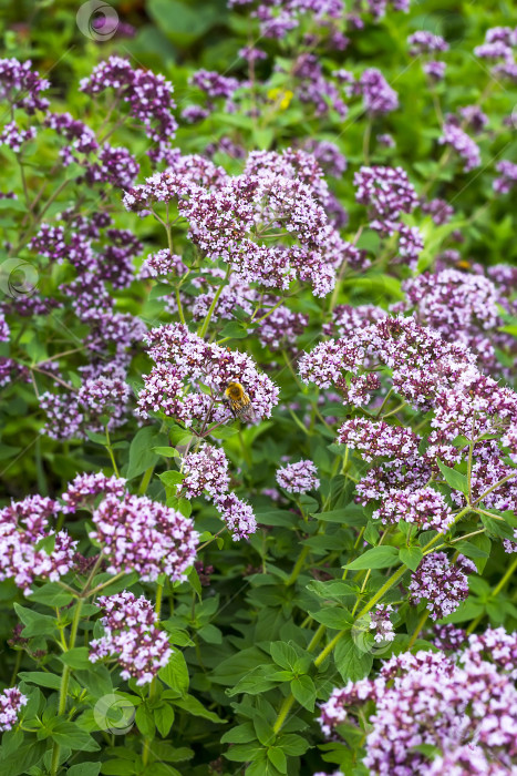 Скачать Лекарственное растение душица (латинское название Origanum) фотосток Ozero