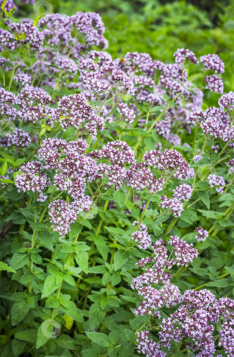 Скачать Лекарственное растение душица (латинское название Origanum) фотосток Ozero