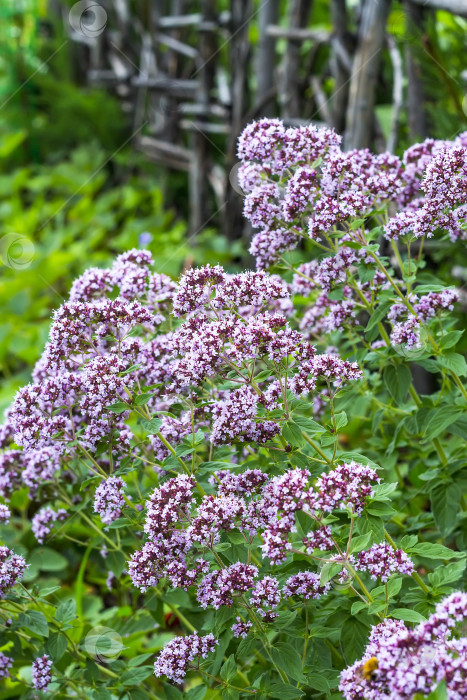 Скачать Лекарственное растение душица (латинское название Origanum) фотосток Ozero