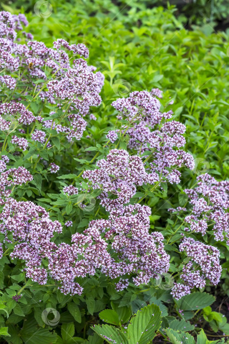 Скачать Лекарственное растение душица (латинское название Origanum) фотосток Ozero