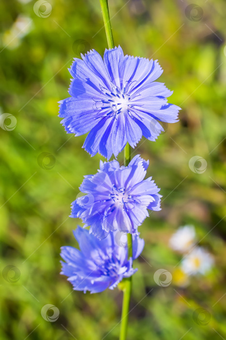 Скачать Цикорий обыкновенный (Cichorium). Цветущее растение фотосток Ozero