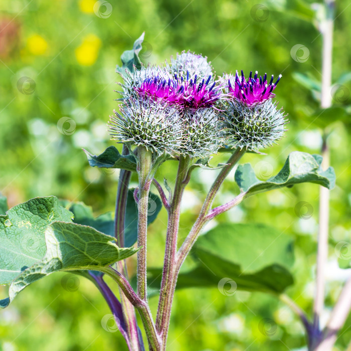 Скачать Лопух паутинный (Arctium tomentosum) фотосток Ozero