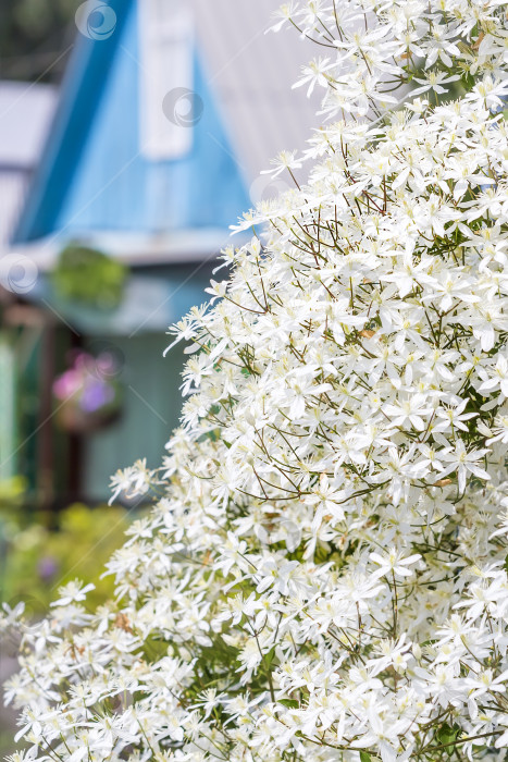 Скачать Клематис метельчатый (Clematis paniculata) фотосток Ozero