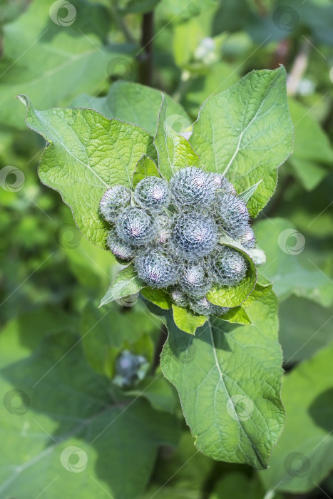 Скачать Лопух паутинный (Arctium tomentosum) фотосток Ozero