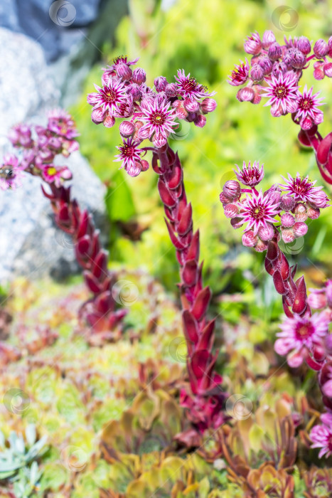 Скачать Декоративное садовое растение каменная роза (Sempervivum) фотосток Ozero