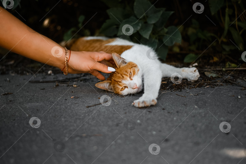 Скачать Рука гладит пятнистую белую кошку на открытом воздухе. Красивая бездомная кошка, лежащая на тротуаре фотосток Ozero