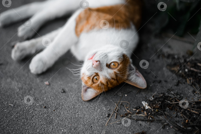 Скачать Пятнистый белый кот смотрит в камеру на открытом воздухе. Красивая бездомная кошка на улице фотосток Ozero