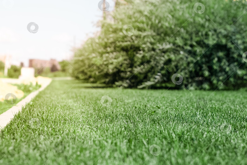 Скачать Подстриженный зеленый газон в солнечный день. Выборочный фокус, боке. Естественный фон фотосток Ozero