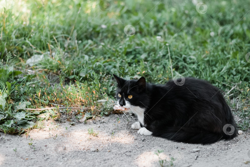 Скачать Черно-белый бездомный кот сидит на улице. фотосток Ozero