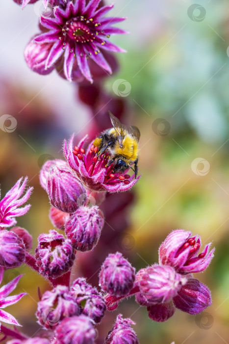 Скачать Декоративное садовое растение каменная роза (Sempervivum) фотосток Ozero