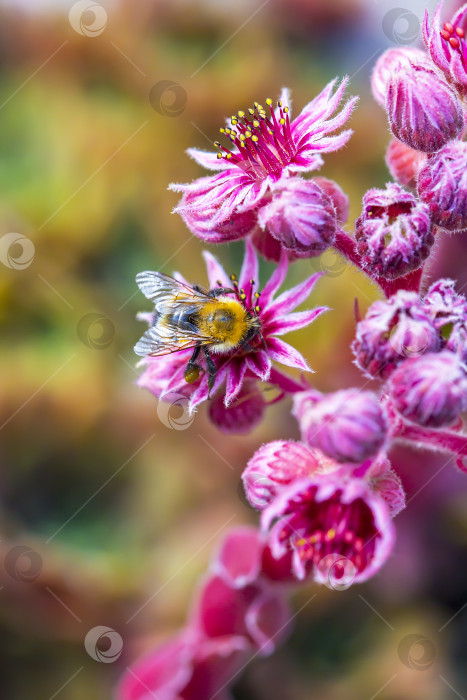 Скачать Декоративное садовое растение каменная роза (Sempervivum) фотосток Ozero