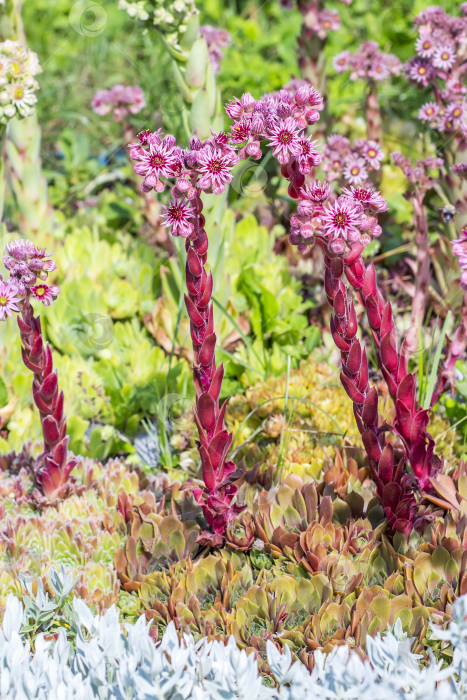 Скачать Декоративное садовое растение каменная роза (Sempervivum) фотосток Ozero