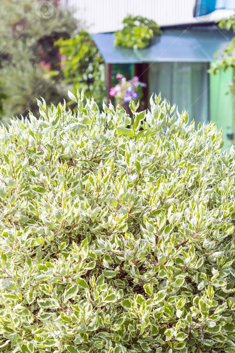 Скачать Декоративные кустарники дерена белого (Cornus alba) фотосток Ozero