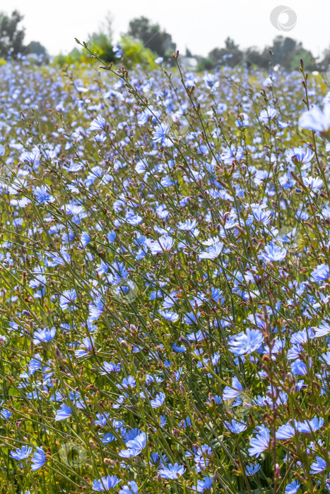 Скачать Цикорий обыкновенный (Cichorium). Цветущее растение фотосток Ozero