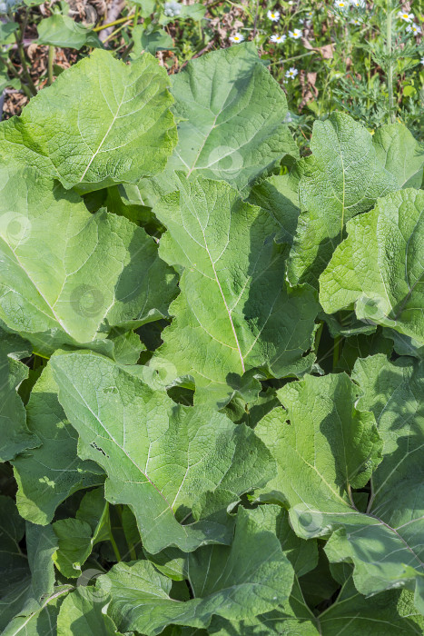 Скачать Лекарственное растение лопух опушенный (Arctium tomentosum) фотосток Ozero