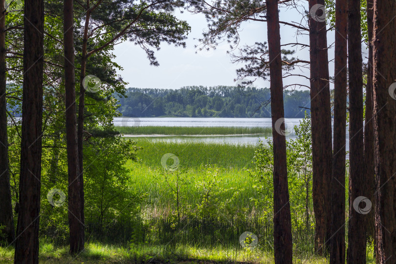 Скачать Летний пейзаж на берегу реки фотосток Ozero