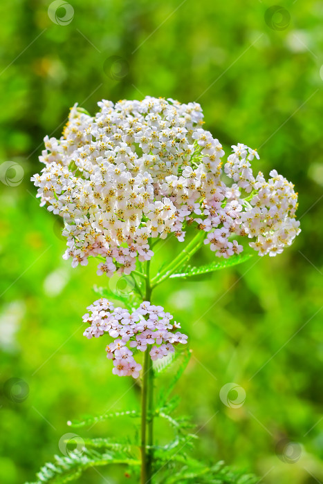 Скачать Лекарственное растение тысячелистник (Achillea millefolium) фотосток Ozero