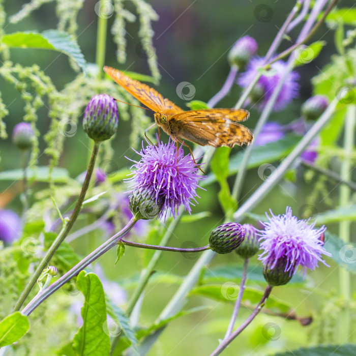 Скачать Бабочка на цветке фотосток Ozero