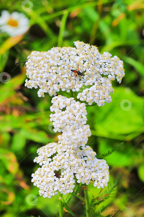 Скачать Лекарственное растение тысячелистник (Achillea millefolium) фотосток Ozero