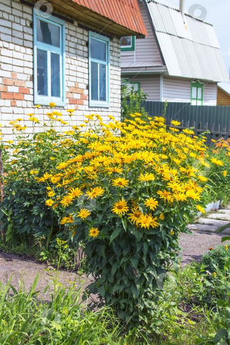 Скачать Клубень подсолнечника (лат. Helianthus tuberosus). Цветущее растение фотосток Ozero