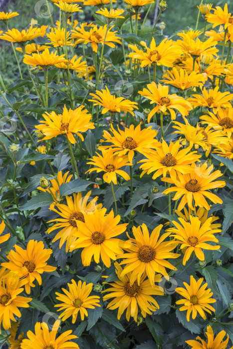 Скачать Клубень подсолнечника (лат. Helianthus tuberosus). Цветущее растение фотосток Ozero