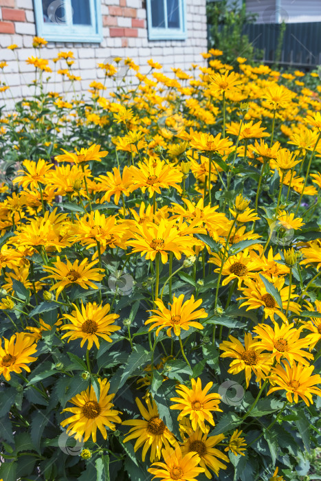 Скачать Клубень подсолнечника (лат. Helianthus tuberosus). Цветущее растение фотосток Ozero