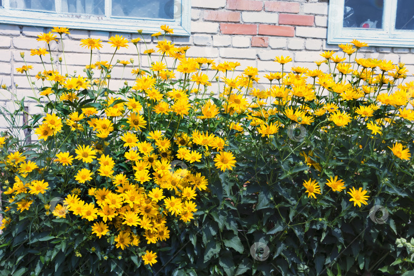 Скачать Клубень подсолнечника (лат. Helianthus tuberosus). Цветущее растение фотосток Ozero